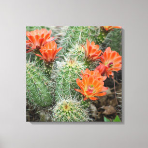 Blooming Cactus Photo – Colorado Desert Wall Art