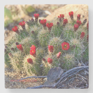 Blooming Cactus photography by Ann Charles Stone Coaster