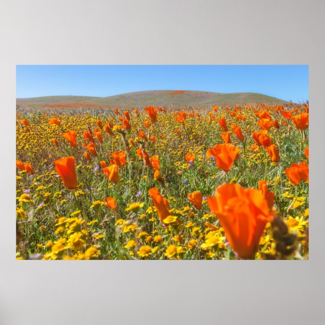 Blooming California Poppies in Spring Poster (Front)