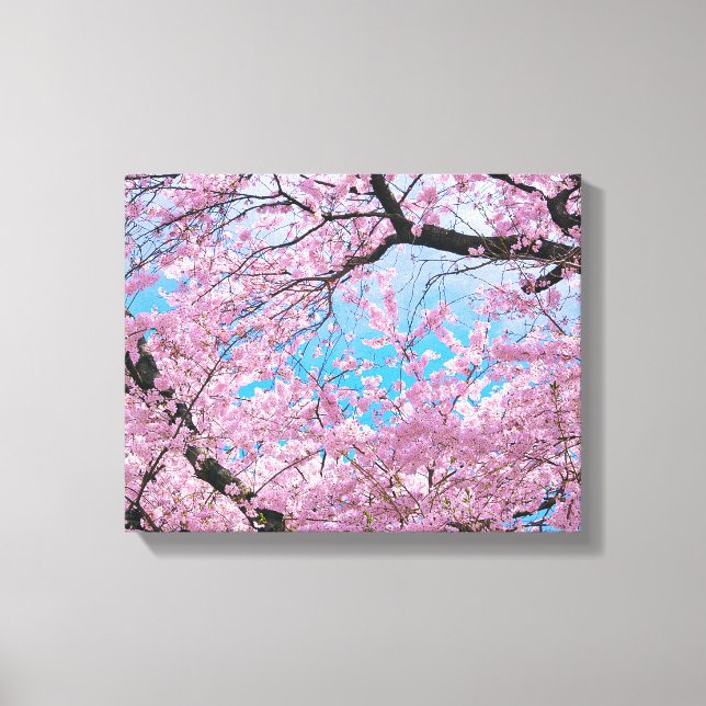 Blooming Cherry Blossoms Canvas Print (Front)