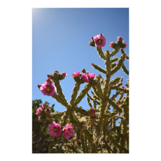 Blooming Cholla Cactus Flowers Photo Print