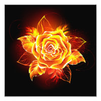 Blooming Fire Rose