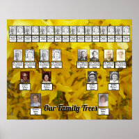 Blooming Forsythia Bush Photo Two Family Trees