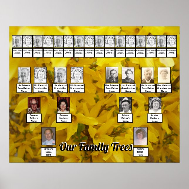 Blooming Forsythia Bush Photo Two Family Trees   Poster (Front)