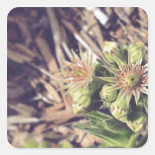 Blooming Hen and Chicks Plants Square Sticker