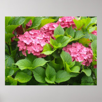 Blooming Hydrangeas Poster