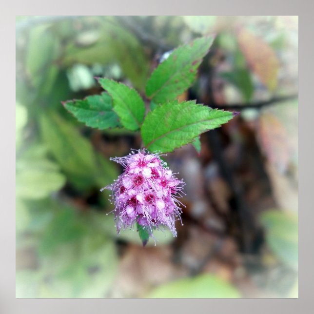 Blooming in autumn poster (Front)