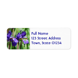 Blooming Iris