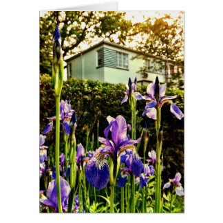 Blooming Irises in front of Greenbelt Museum