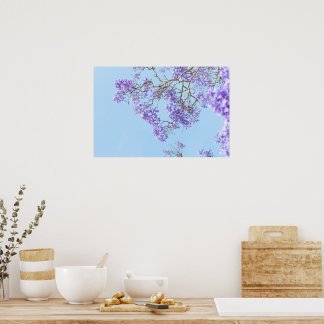 Blooming Jacaranda Tree Branches Poster