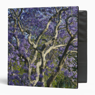 Blooming Jacaranda Trees in New Farm Park, 2 Binder