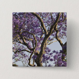 Blooming Jacaranda Trees in New Farm Park, 2 Inch Square Button