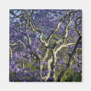 Blooming Jacaranda Trees in New Farm Park, 2 Magnet