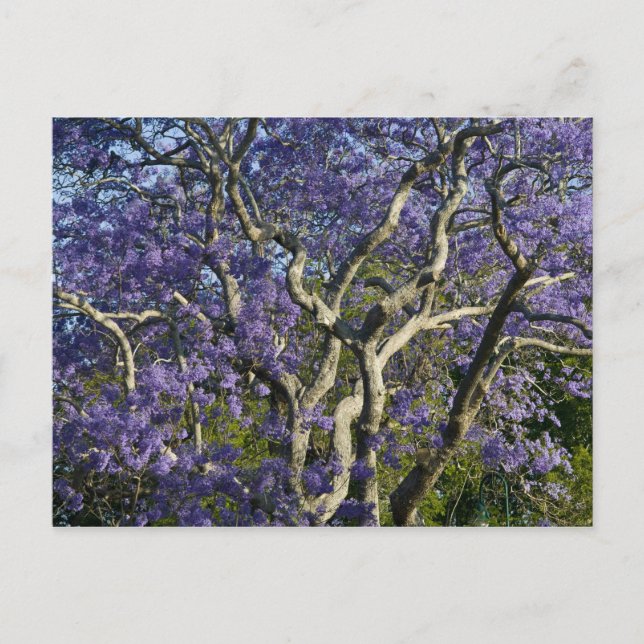 Blooming Jacaranda Trees in New Farm Park, 2 Postcard (Front)
