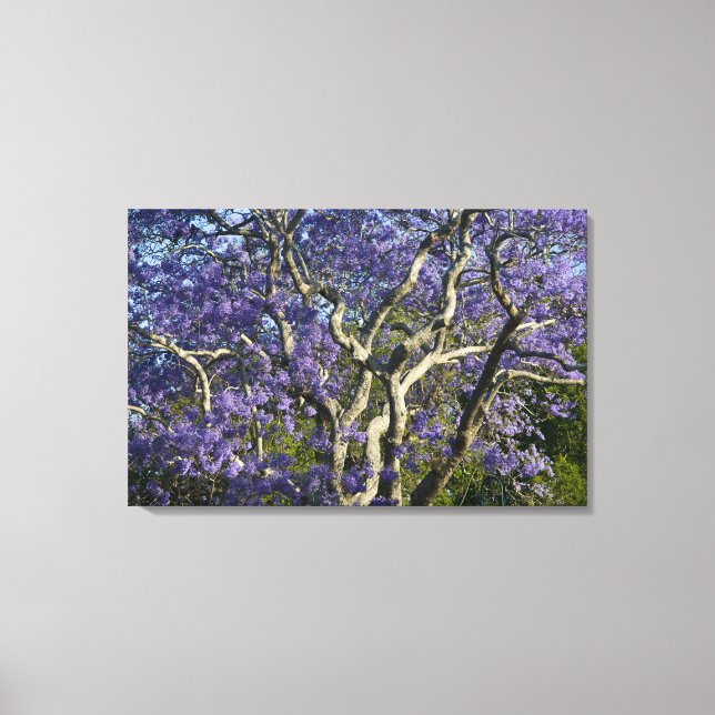 Blooming Jacaranda Trees in New Farm Park, Canvas Print (Front)