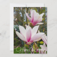 Blooming large pink magnolia flowers.