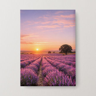 Blooming Lavender Field at Golden Sunset Provence