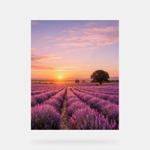 Blooming Lavender Field at Golden Sunset Provence Acrylic Sign