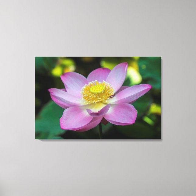 Blooming lotus flower, Indonesia Canvas Print (Front)