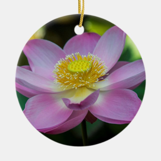 Blooming lotus flower, Indonesia Ceramic Ornament (Front)