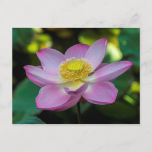 Blooming lotus flower, Indonesia Postcard