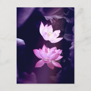 Blooming Lotus Flower Postcard