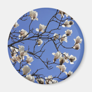 Blooming Magnolias Magnet