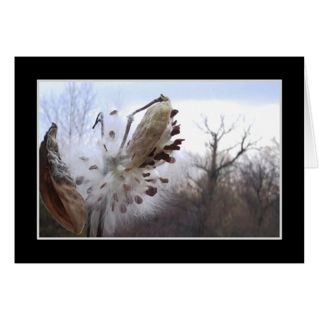 Blooming Milkweed Pod Card (Front Horizontal)