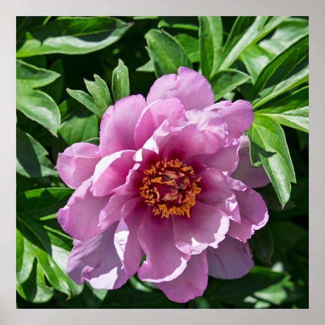 Blooming Peony Poster (Front)