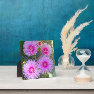 Blooming Pink Daisies, Plaque