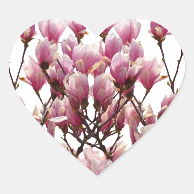 Blooming Pink Magnolias Spring Flower Heart Sticker (Front)