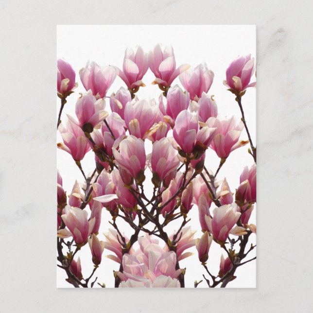Blooming Pink Magnolias Spring Flower Postcard (Front)