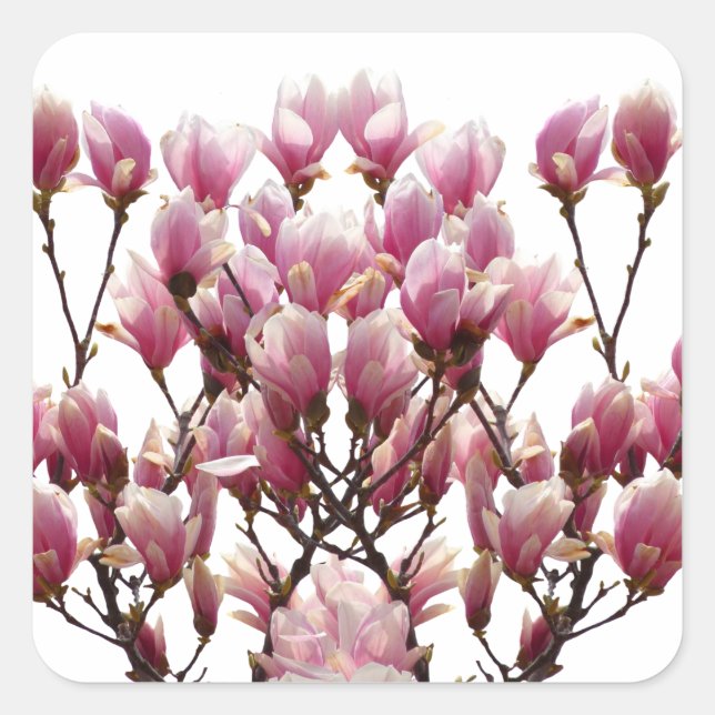 Blooming Pink Magnolias Spring Flower Square Sticker (Front)