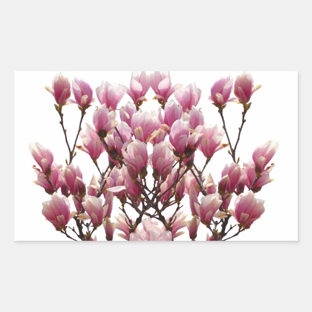 Blooming Pink Magnolias Spring Flower Sticker (Front)
