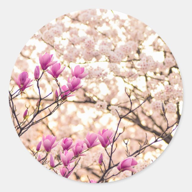 Blooming Pink Purple Magnolias Spring Flower Classic Round Sticker (Front)