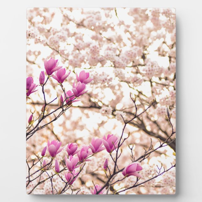 Blooming Pink Purple Magnolias Spring Flower Plaque (Front)