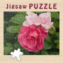 Blooming Pink Rose Roses aesthetic Flower Photo 