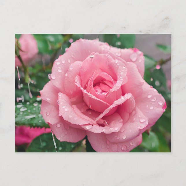 Blooming Pink Rose wit Raindrops  Postcard (Front)