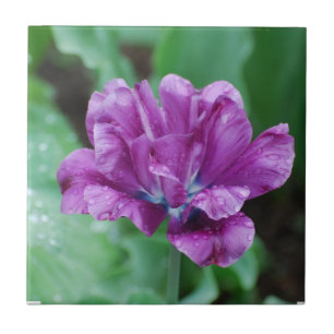 Blooming Purple Parrot Tulip Tile