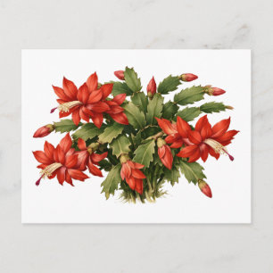 Blooming Red Christmas Cactus Plant  Postcard