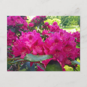Blooming red flowers Rhododendron Holiday Postcard