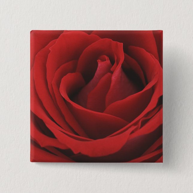 Blooming Red Rose 2 Inch Square Button (Front)