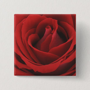 Blooming Red Rose 2 Inch Square Button