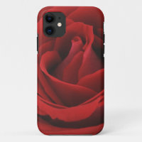 Blooming Red Rose