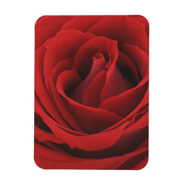 Blooming Red Rose Magnet (Vertical)
