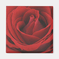 Blooming Red Rose