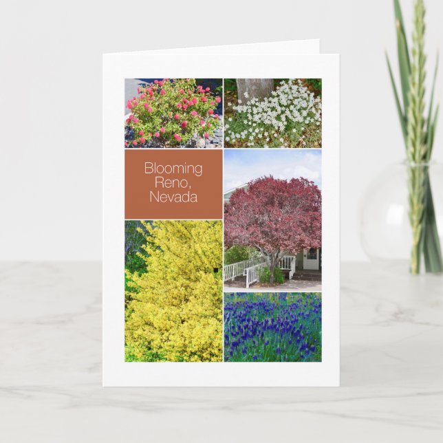 Blooming Reno, Nevada, flowers photographs Card (Front)