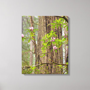 Blooming Rhododendrons Redwoods State Park,CA Canvas Print