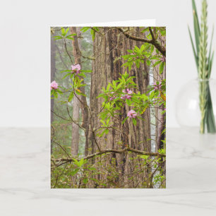 Blooming Rhododendrons   Redwoods State Park,CA Card