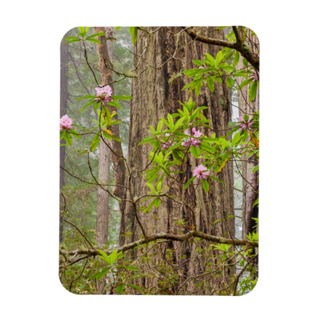 Blooming Rhododendrons | Redwoods State Park,CA Magnet (Vertical)